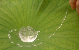Lotuseffekt