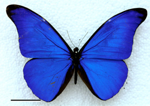 Blau irisierende Farben der Morphofalter