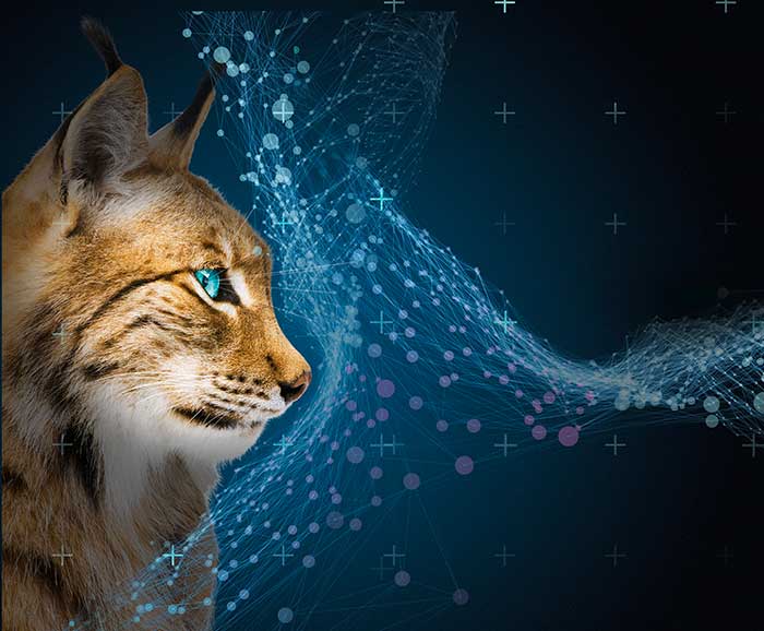 Sehen wie ein Luchs