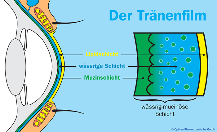 Tränenfilm und Tränenorgane